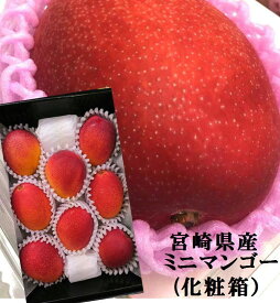 リーズナブルな完熟マンゴー！！宮崎県産　ミニマンゴー(食べきりサイズ）（800g　4〜8粒）化粧箱入※商品仕様の個数は大サイズの入数です