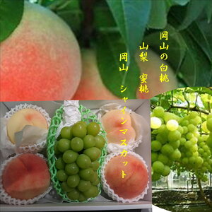 RY@VC}XJbg1[i500gjR̓2ʁi1ʓ260gjRY@2ʁi1ʓ260gj