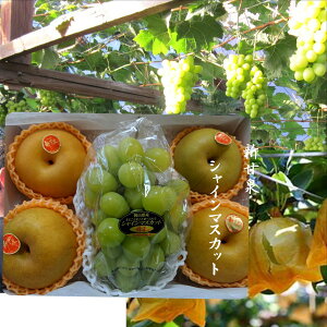 挧Y@挧IWiuVÐ򗜁vƉRY@uVC}XJbgvVÐ4ʁi1ʓ300gȏjVC}XJbgi1[500gȏj