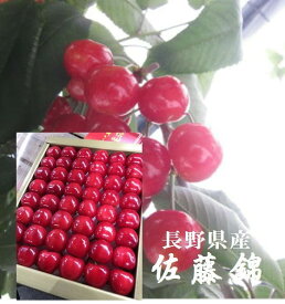 バイヤーが選んだ「佐藤錦」　長野県産　品質安定！！　加温ハウス栽培　300g手詰め