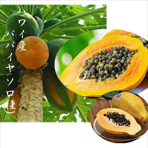 unCYt[cppCv{Ȃł̖͂킢II܂₩ȊÂ݂Ɩ{̕@2kgi3`5ʁj