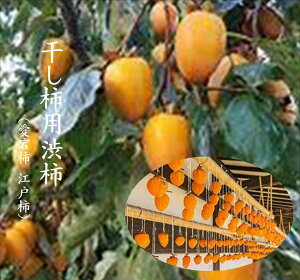u`pa`vޗǌYS`pa``pa`łBHpł͂܂B
