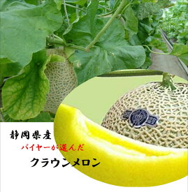 静岡県産　メロンの最高峰　「クラウンマスクメロン」1玉1.1kg〜1.3kg　化粧箱入り（白印）