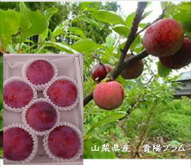 熟撰！！山梨県産　貴陽プラム　1k（5玉〜9玉）
