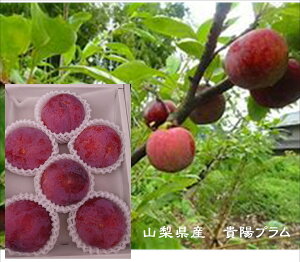 nIIRY@Mzv@1ki5ʁ`9ʁj