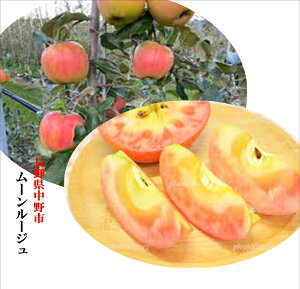 󏭁IIWEP[LޗɍœKII쌧sY@[[W@idľ͑TCYłB