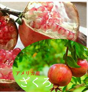 AJY@UNi1ʓ200g`300gj