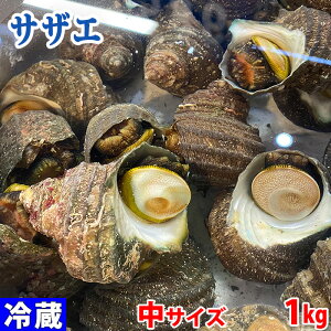 愛媛県産他 (活) サザエ 中サイズ 約1kg (7〜10個)