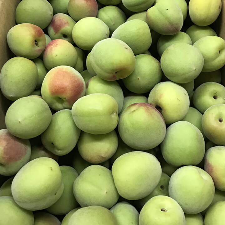 楽天市場】和歌山県産 紅南高梅 秀品 2L〜4Lサイズ 5kg （箱） 国産 梅 