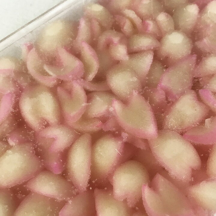 楽天市場 冷凍ゆりね 花びら百合根 250g 生鮮食品直送便
