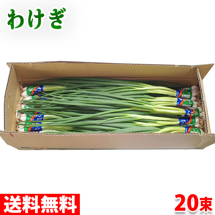 上品な味わいの葉物野菜 ファクトリーアウトレット 送料無料 広島県産 わけぎ 安心の定価販売 80～100g×20束