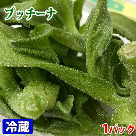 楽天市場 アイスプラント 販売の通販 楽天市場 アイスプラント 販売の通販