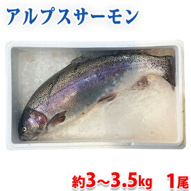 【送料無料】 長野県産　アルプスサーモン　1尾　約3～3.5kg前後　国産 サーモン 鮭