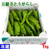 京都府産　万願寺とうがらし　秀品　1kg