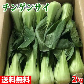 【送料無料】長野県産　青梗菜（チンゲンサイ）　Lサイズ　約2kg　1箱（16～20株入）