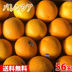 楽天市場 カリフォルニア ネーブルオレンジの通販