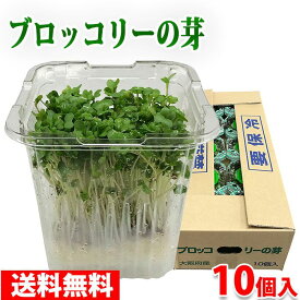【送料無料】 大阪府産　ブロッコリーの芽　10パック入り （箱） ブロッコリースプラウト セット