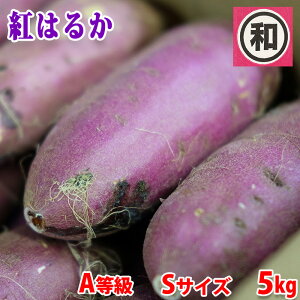 yz 錧Yi}j܂@g͂邩@A@STCY@5kg (32`34{O)  