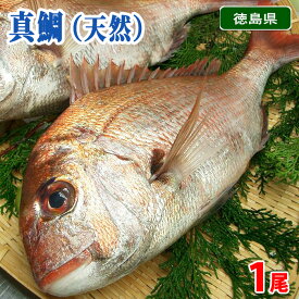 徳島県産他　天然　真鯛　（マダイ）　締め 1尾 （約800g〜2.5kg前後） 魚処理サービス有り 〆 国産 鯛 タイ