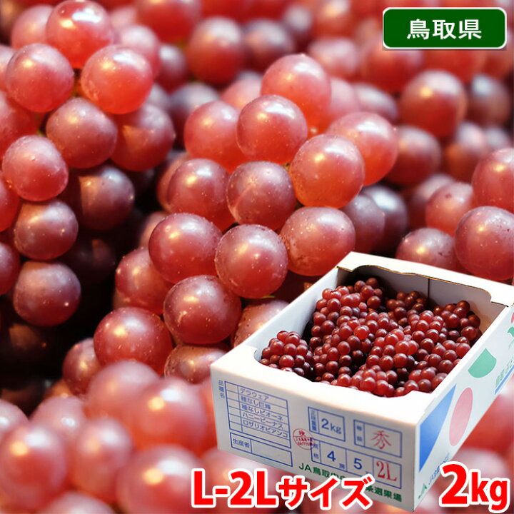 楽天市場】鳥取県産 ぶどう デラウェア 秀品 L〜2Lサイズ 約2kg （箱 