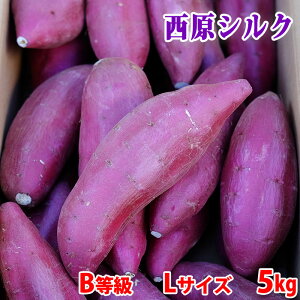 【送料無料】訳あり・ご家庭用 熊本県産(JA阿蘇西原)さつまいも シルクスイート B等級 Lサイズ  約5kg(15〜24本前後入)箱入り