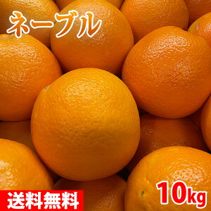 �y���������z �a�̎R���Y�@�l�[�u���i�l�[�u���I�����W�j�@�G�i�@3L�`4L�T�C�Y�@��10kg�i���j ���Y �݂��� ���k