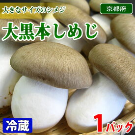 京都府産　京丹波　大黒本しめじ　秀品　約100gパック