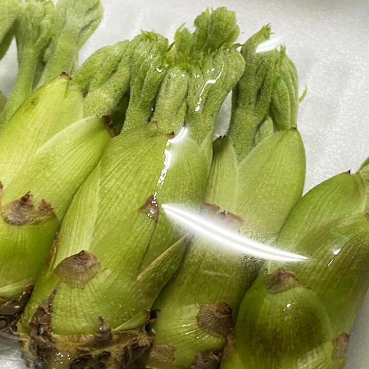 楽天市場】新潟県産 タラの芽 S〜Mサイズ 50g（約10本〜18本） : 生鮮 
