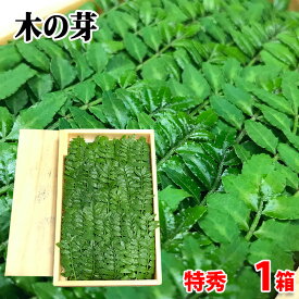 長崎県産他　木の芽　特秀 （特小） 約100枚入り　25g前後 （パック） 国産 きのめ