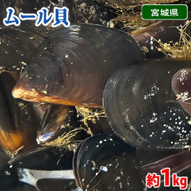 宮城県産　ムール貝　約1kg （1個あたり約30〜50g） 国産 貝