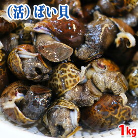 熊本県産他 （活） ばい貝 （黒バイ貝） 約1kg