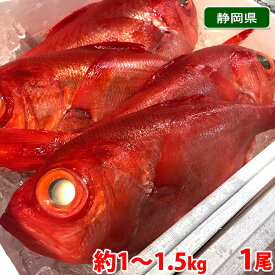 静岡県産　金目鯛 （キンメダイ） 1尾　1kg〜1.5kg　魚処理無料 送料無料