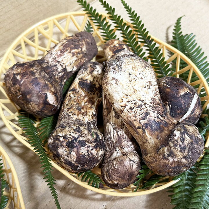 楽天市場】中国産 松茸（まつたけ）つぼみ 3〜6本入り 約200g（籠 