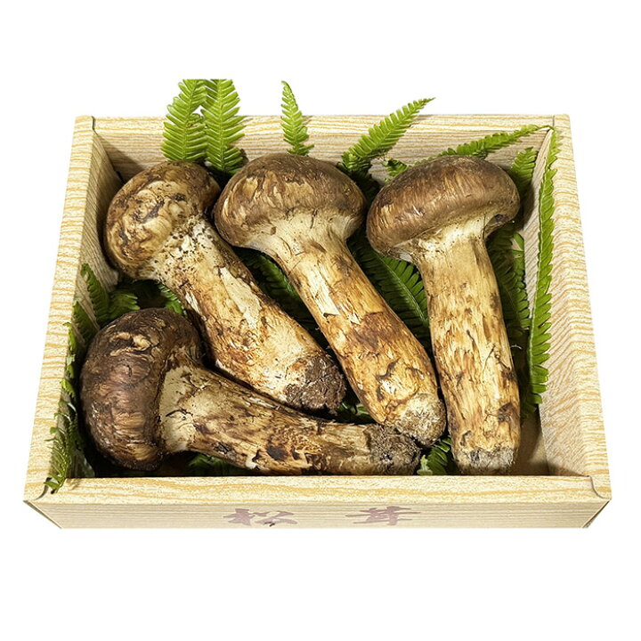楽天市場】中国産 松茸（まつたけ）つぼみ 3〜6本入り 約200g（籠