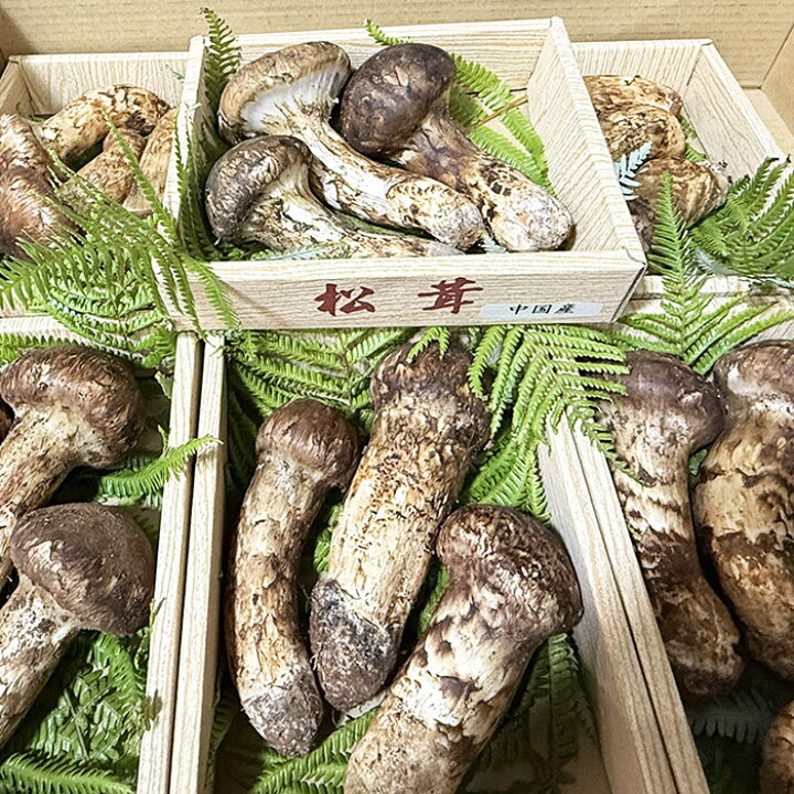 楽天市場】中国産 松茸（まつたけ）つぼみ 3〜6本入り 約200g（籠 