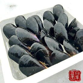 【青森県産】 陸奥湾 活ムール貝 ※着日指定推奨 ※沖縄・離島へのお届け不可