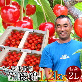 さくらんぼ 佐藤錦 1.2kg＼お中元予約 7月中下旬お届け／最高級 秀品【特選2L/L】600g×2箱セット 完熟 高糖度 大玉 サクランボのふるさと 北海道 余市仁木町 優良生産者 もくぼ果樹園 さとうにしき［お中元 人気 ギフト 御中元2026］