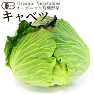 有機野菜 キャベツ 1玉 定番野菜 日本農林規格JAS オーガニック ベジタブル 葉牡丹 玉菜 甘藍かんらん 料…