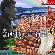 車海老［予約11月］特大 生きたまま【2L】700g［16-19尾］車えび活 島育ち 天草 車エビ 刺身 熊本県産 ク…