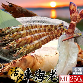 車海老 刺身［旬えび］活〆冷凍【ML】250g［8-12尾］天草 島育ち 車えび 熊本県産 大矢野島 クルマエビ 養殖場 生食 しゃぶしゃぶ エビフライ 直売所 産地直送 旬 食べ方 塩焼き おすすめ お取り寄せ通販［お中元 夏の御中元ギフト］