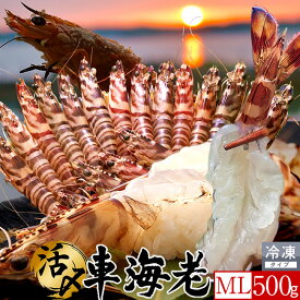 島育ち 車海老 刺身 活〆冷凍【ML】500g［15-22尾］天草 車えび 熊本県産 大矢野島 クルマエビ 養殖場 生食 しゃぶしゃぶ エビフライ 直売所 産地直送 旬 食べ方 塩焼き おすすめ お取り寄せ通販［ 母の日 ギフト プレゼント］