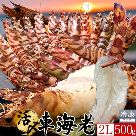 島育ち 車海老 刺身 活〆冷凍 特大【2L】500g［12-14尾］天草 車えび 熊本県産 大矢野島 クルマエビ 養殖場 しゃぶしゃぶ エビフライ 直売所 産地直送 旬 食べ方 塩焼き おすすめ お取り寄せ通販［お中元 夏の御中元ギフト］