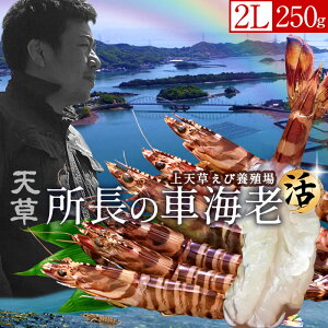 ԊCVm\11n܂ 劈Ԃ 250gm2L 6-7n炿 Vuh  N}Gr hg F{Y  xH Ԃ {B   