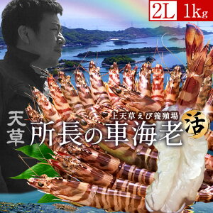 ԊCVm\11n ܂܁y2LzԂ 1kgm24-28n炿 V ԃGr hg F{Y N}Gr   Hו xH Ԃ {B   