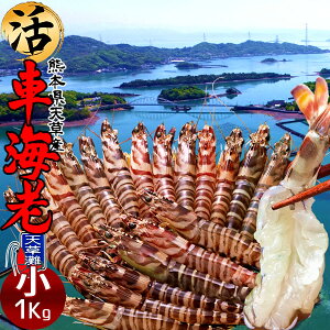 ԊCVm\11n܂ Ԃ 1kgmS 45-49n炿 V ԃGr hg F{Y N}Gr   Hו xH Ԃ {B   