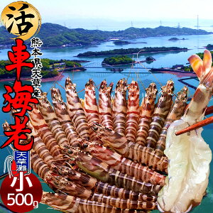 ԊCVm\11n܂ Ԃъ 500gmS 23-25n炿 V ԃGr hg F{Y N}Gr   Hו xH Ԃ {B   