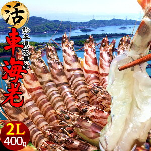 ԊCVm\11n܂ 劈Ԃ 400gm2L 9-11n炿 Vuh  N}Gr hg F{Y  xH Ԃ {B   