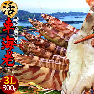 ԊCVm\12ny3Lz܂ Ԃ 300gm3L 5-6n炿 V ԃGr hg F{Y N}Gr   Hו xH Ԃ {B  