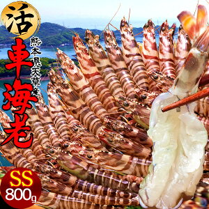 ԊCVm\11n܂ Ԃъ 800gmSS 41-44n炿 V ԃGr hg F{Y N}Gr   Hו xH Ԃ {B   