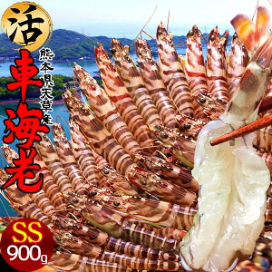 ԊCVm\11n܂ Ԃъ 900gmSS 46-50n炿 V ԃGr hg F{Y N}Gr   Hו xH Ԃ {B   